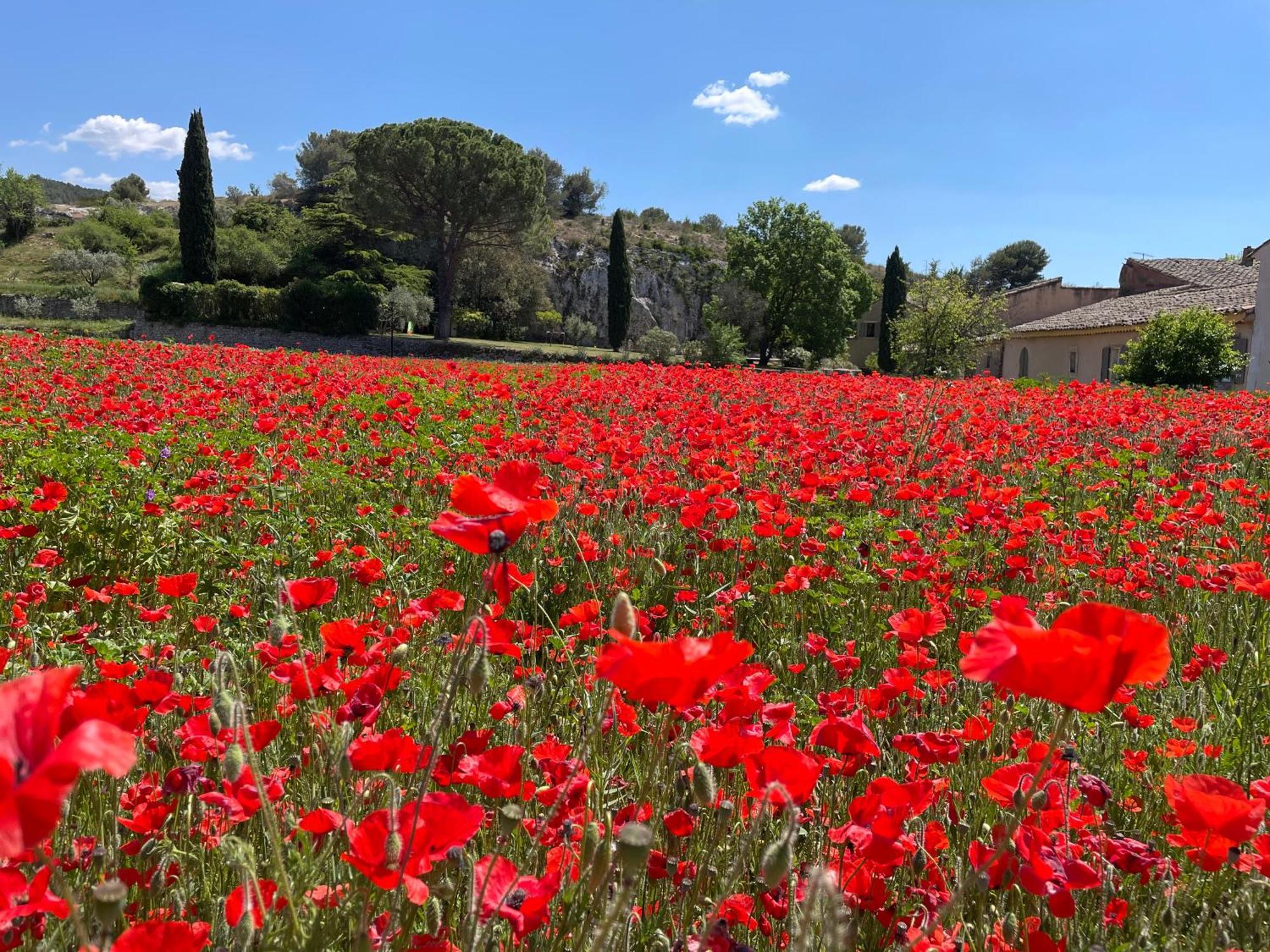 فيلا La Petite Rive - Les Oliviers Velleron المظهر الخارجي الصورة